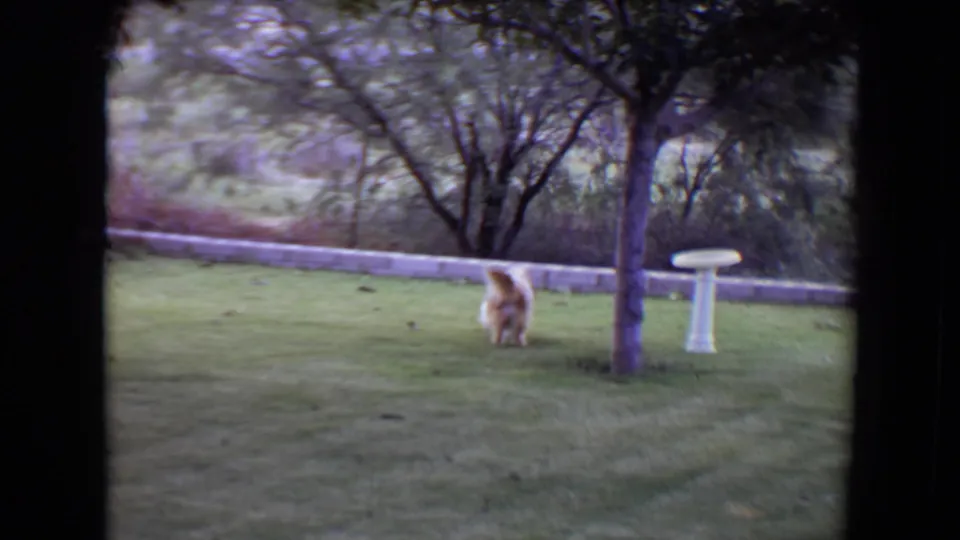 A large shaggy dog faces away in the Flagstaff backyard, framed by a small tree, white bird bath, lawn and dark 8mm borders.