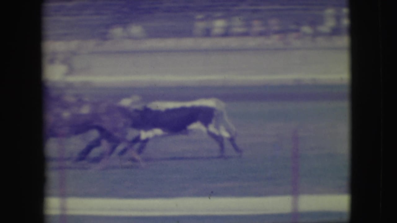 1949 Denver rodeo footage shows a mounted cowboy chasing a black-and-white steer along the arena track.
