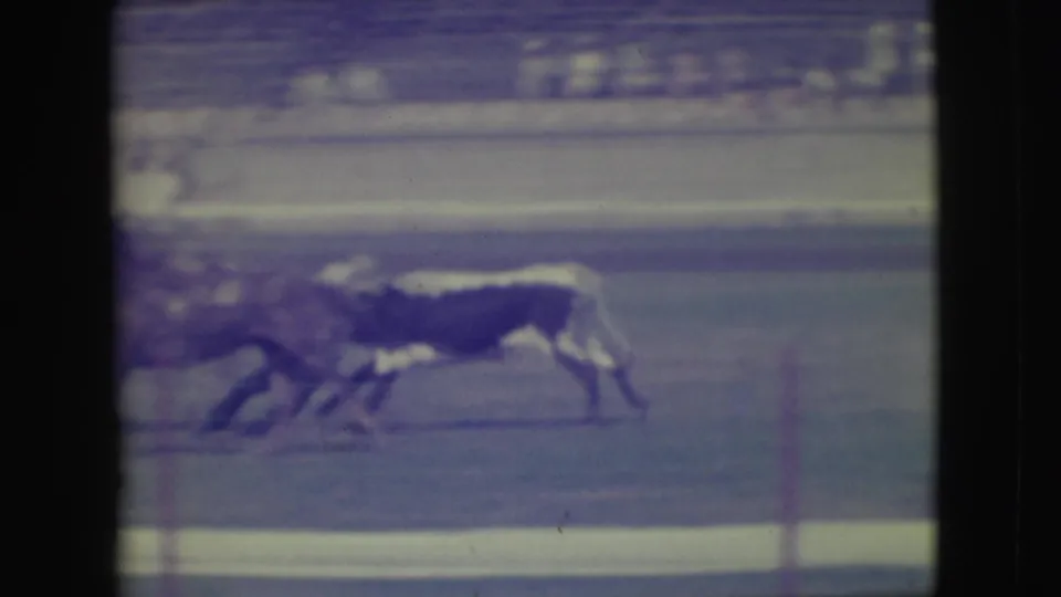 1949 Denver rodeo footage shows a mounted cowboy chasing a black-and-white steer along the arena track.