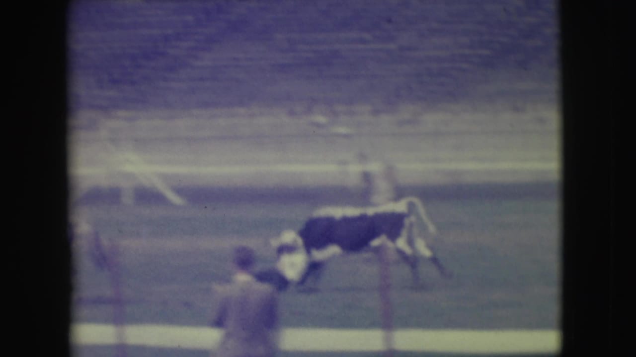 Steer runs near a rider and horse as spectators watch from the arena side.