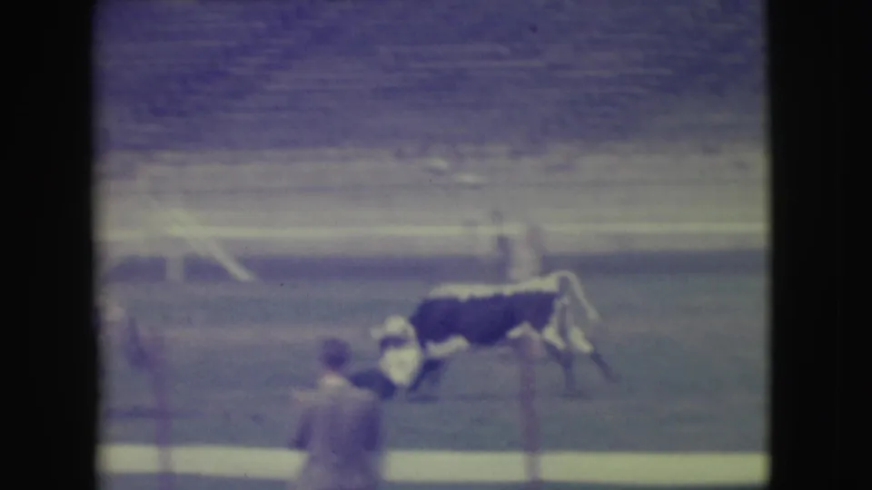 In the Denver rodeo arena, the steer breaks across the frame while a rider and horse remain near the action.