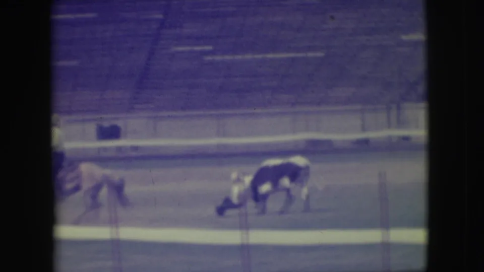 The steer stands close to the fallen rider in the 1949 Denver rodeo arena, with the horse partly visible nearby.