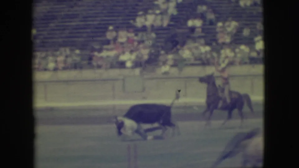 A dark bull crosses the foreground of the Denver rodeo arena as a mounted rider remains near the rail in the background.