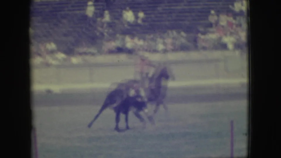 In the 1949 Denver rodeo footage, a cowboy, horse, and dark bull cluster together in the arena with spectators behind them.