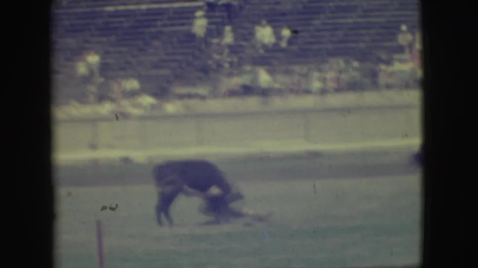 A dark bull bends low in the Denver rodeo arena, framed by boundary posts and a distant bleacher crowd in faded 8mm color.