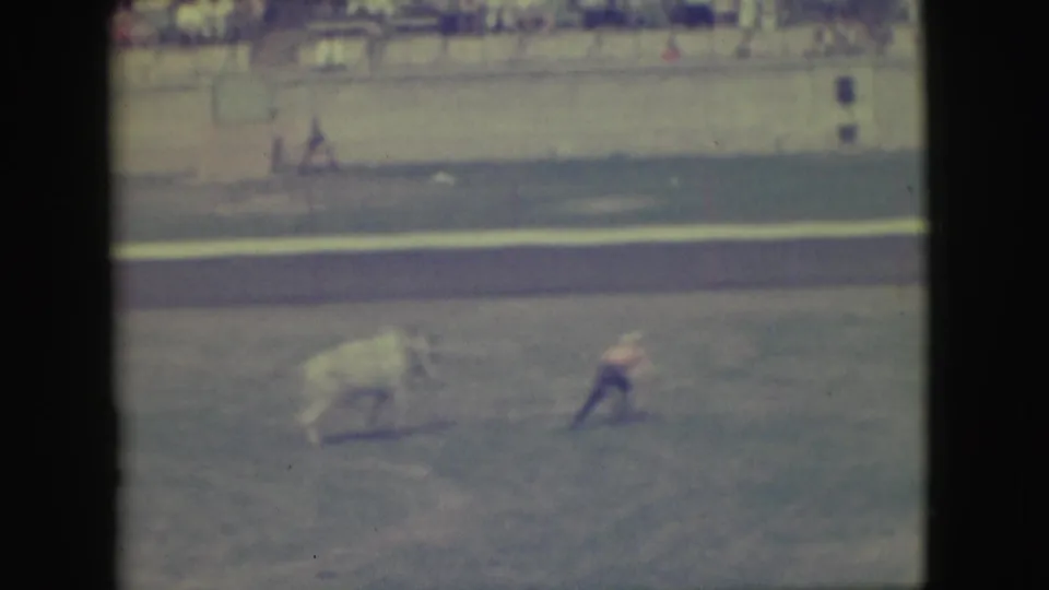The white bull moves away while the cowboy appears down on the dirt in the Denver rodeo arena.