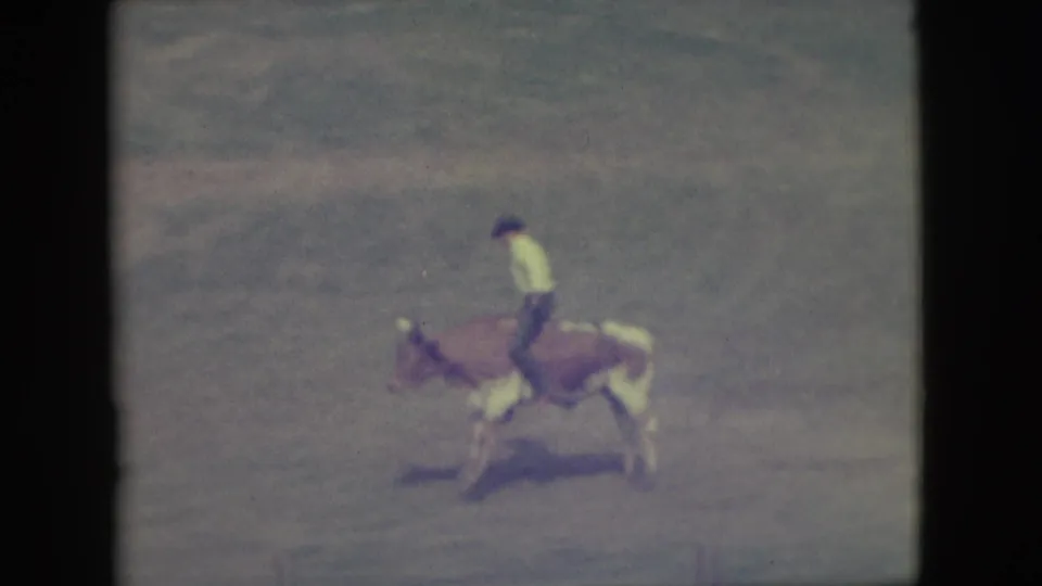 A side view shows the man in a pale shirt and dark pants riding the cow across the 1949 Denver rodeo arena.