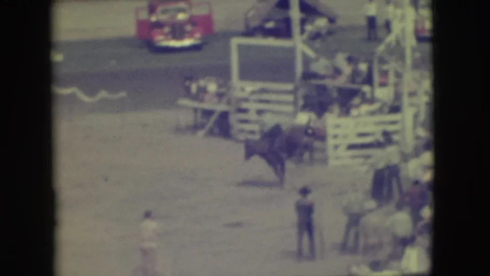 Near the arena fence, spectators watch as the cow and rider move close to wooden rails in the Denver rodeo scene.