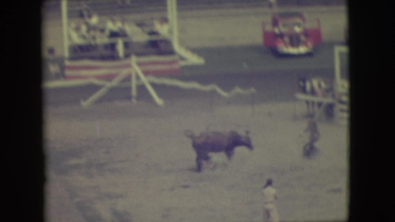 1949 Denver rodeo frame with a brown bull crossing the arena, a person standing at right, and spectators behind decorated fencing.
