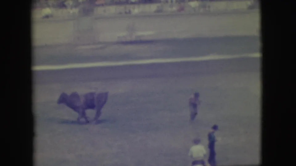 After the fall, the bull remains in the Denver rodeo arena while nearby figures keep distance on the dusty ground.