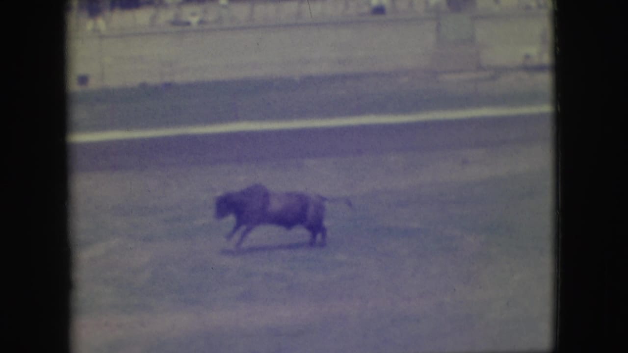 A bull crosses an outdoor rodeo arena in Denver, Colorado, in faded 1949 8mm home-movie footage.