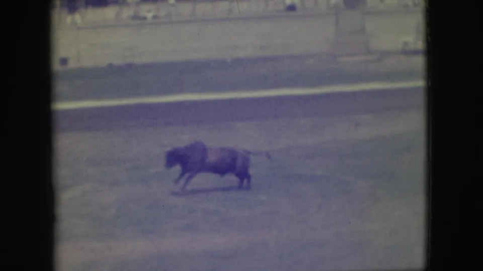 A bull crosses an outdoor rodeo arena in Denver, Colorado, in faded 1949 8mm home-movie footage.