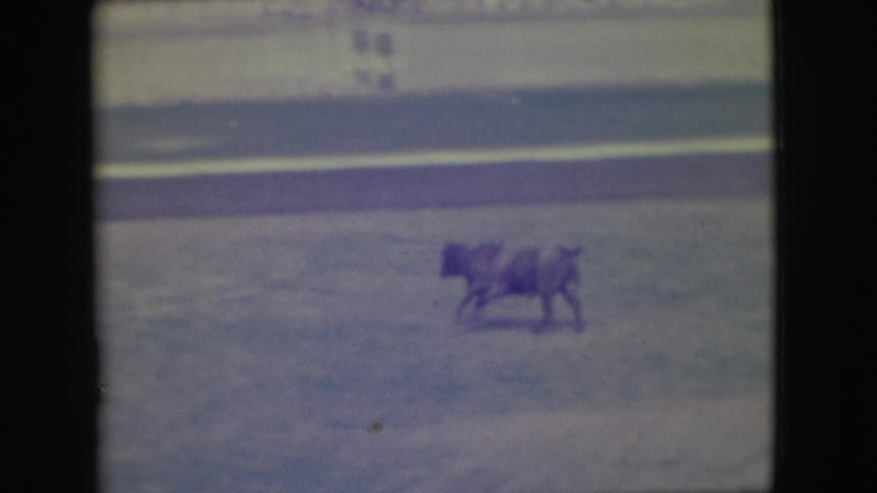 A bull and rider or handler are visible in the arena at a distance.