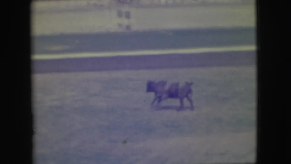 A bull with a rider or nearby handler appears in a Denver rodeo arena, filmed at a distance on 1949 8mm color stock.