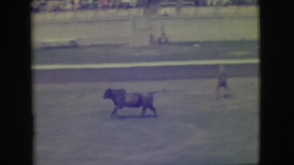 A bull moves through the Denver rodeo arena while a distant figure stands or walks nearby in faded 1949 home-movie footage.