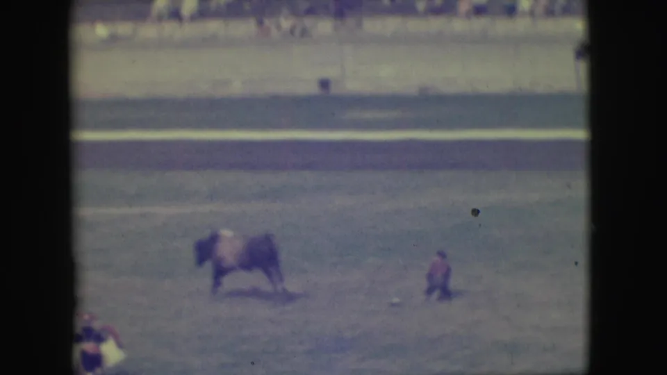 The bull stands apart from a fallen or dismounted rider in the 1949 Denver rodeo arena.
