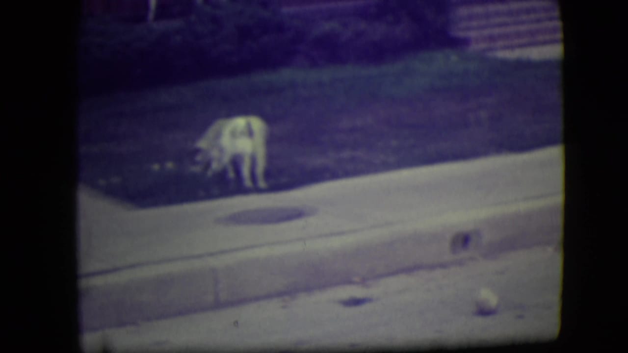 Small white dog stands near a sidewalk and lawn in 1946 River Forest home-movie footage.