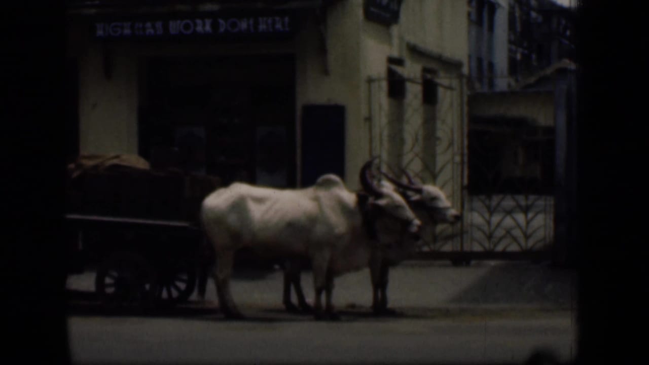 1946 Bombay street frame with two white oxen and a cart outside a storefront sign reading HIGH CLASS WORK DONE HERE.