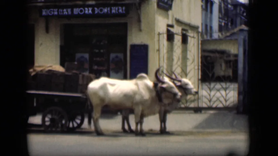 1946 Bombay street view with white oxen harnessed to a cart in front of a building and metal gate.