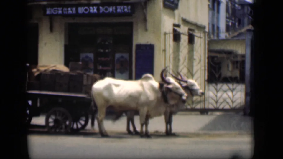 1946 Bombay home-movie frame of oxen and a cart outside a building with the sign HIGH CLASS WORK DONE HERE.