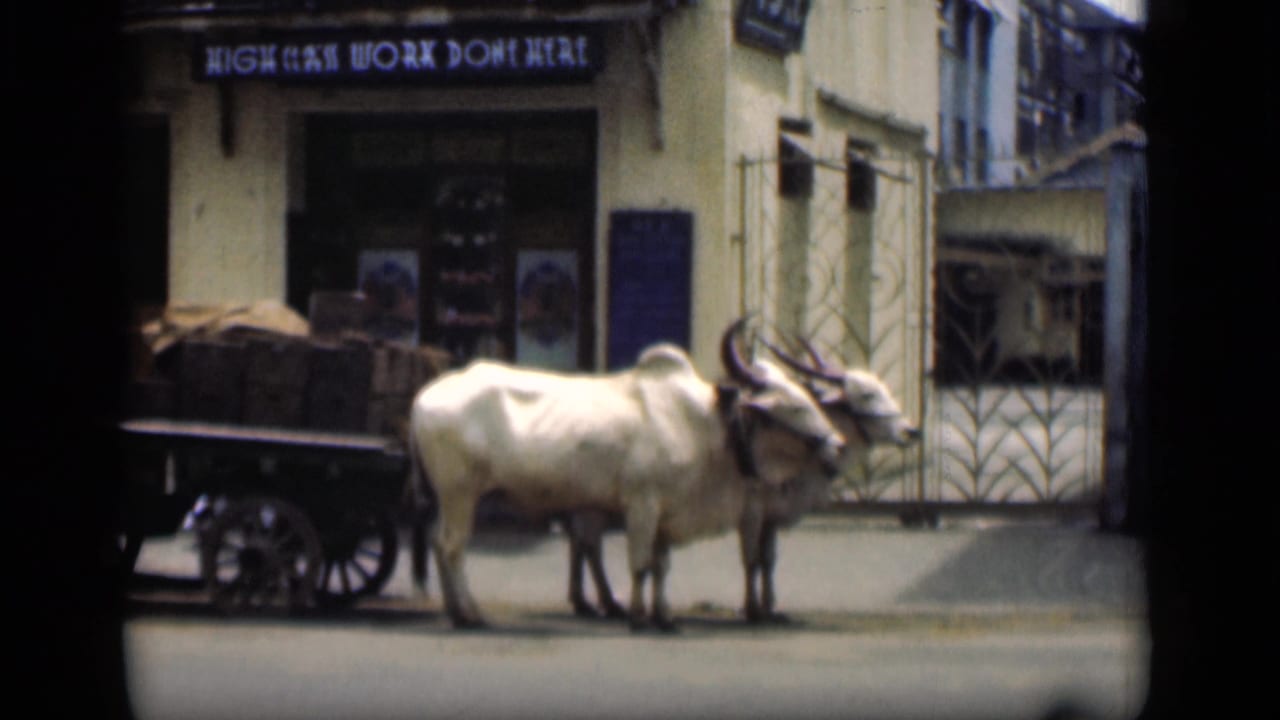 Two white oxen stand harnessed to a wooden cart on a Bombay street in 1946, with a shop sign visible behind them.