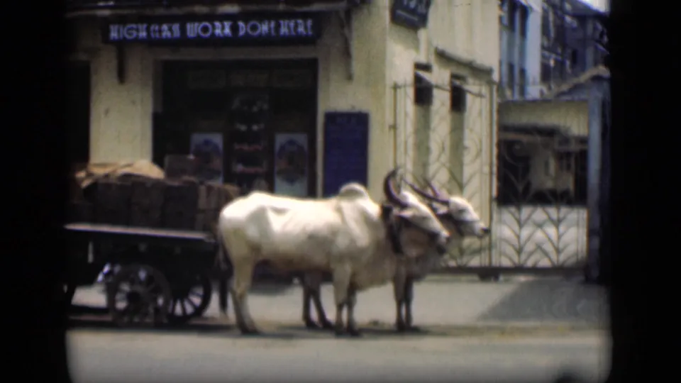 Two white oxen stand harnessed to a wooden cart on a Bombay street in 1946, with a shop sign visible behind them.
