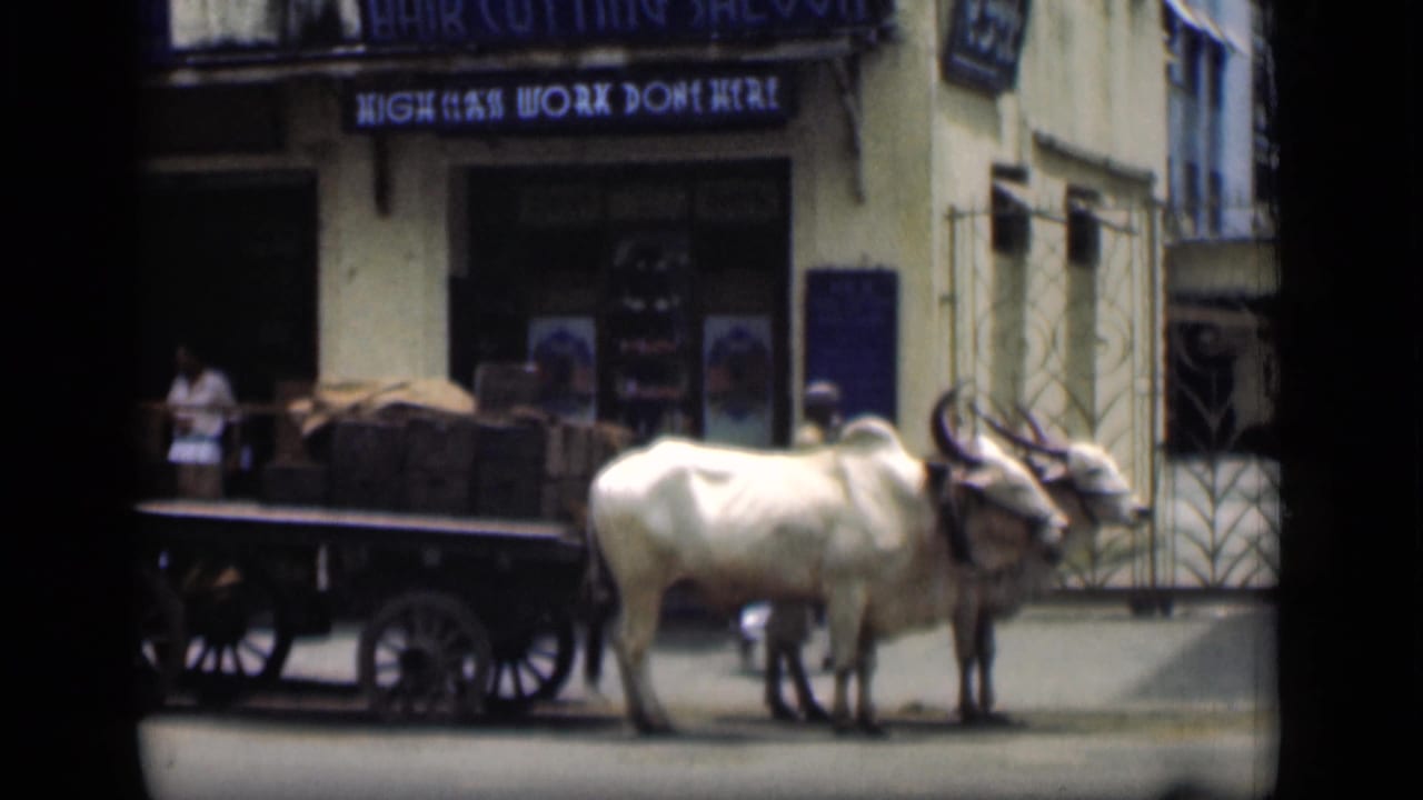 A pair of oxen remain harnessed to a cart beside a Bombay storefront, with pedestrians faintly visible near the entrance.