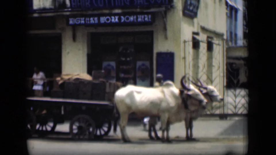 A pair of oxen remain harnessed to a cart beside a Bombay storefront, with pedestrians faintly visible near the entrance.
