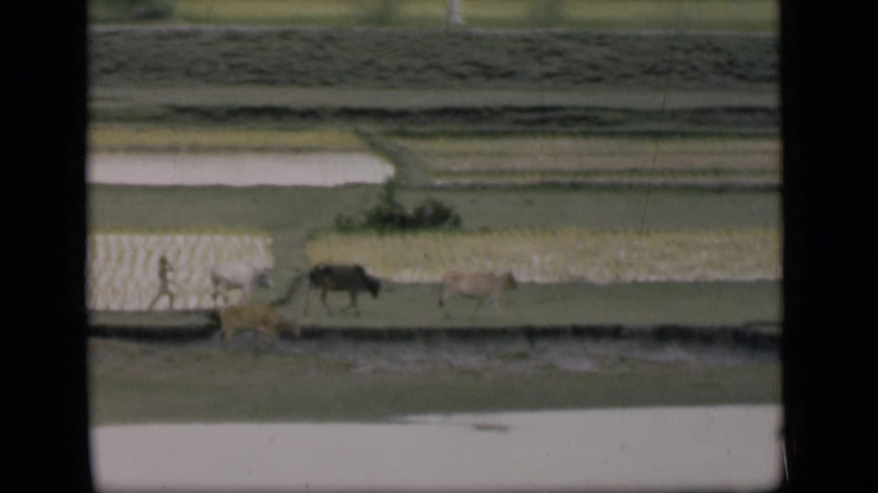 1946 Bombay home-movie frame showing cattle and a distant person moving along a canal-side bank beside wet cultivated fields.