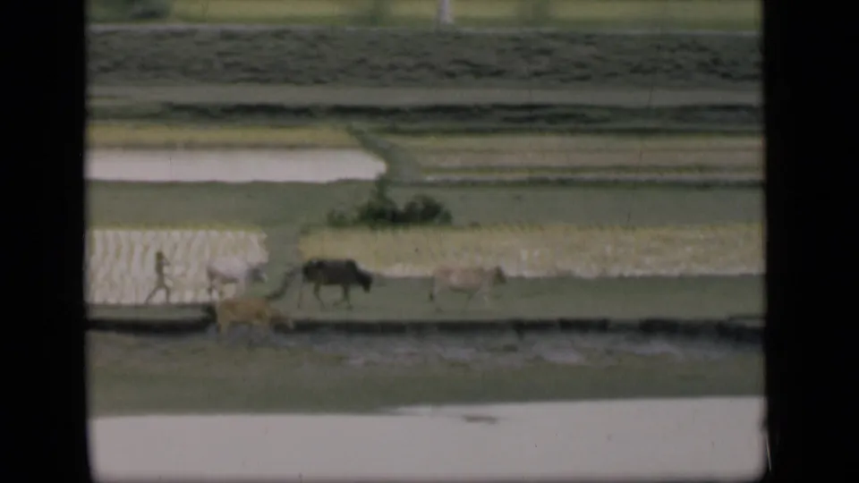 1946 Bombay home-movie frame showing cattle and a distant person moving along a canal-side bank beside wet cultivated fields.