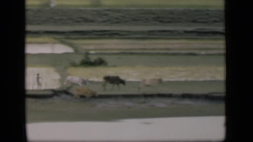 1946 Bombay home-movie frame showing cattle crossing a narrow waterside path with flooded paddies and field divisions behind them.