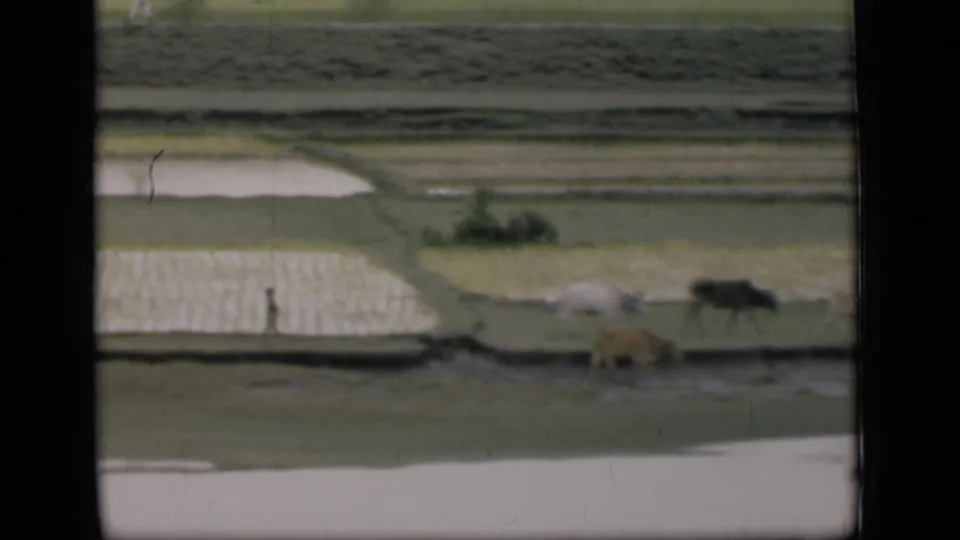 1946 Bombay home-movie frame showing a distant person and cattle on a canal bank, with rice paddies and still water filling the scene.