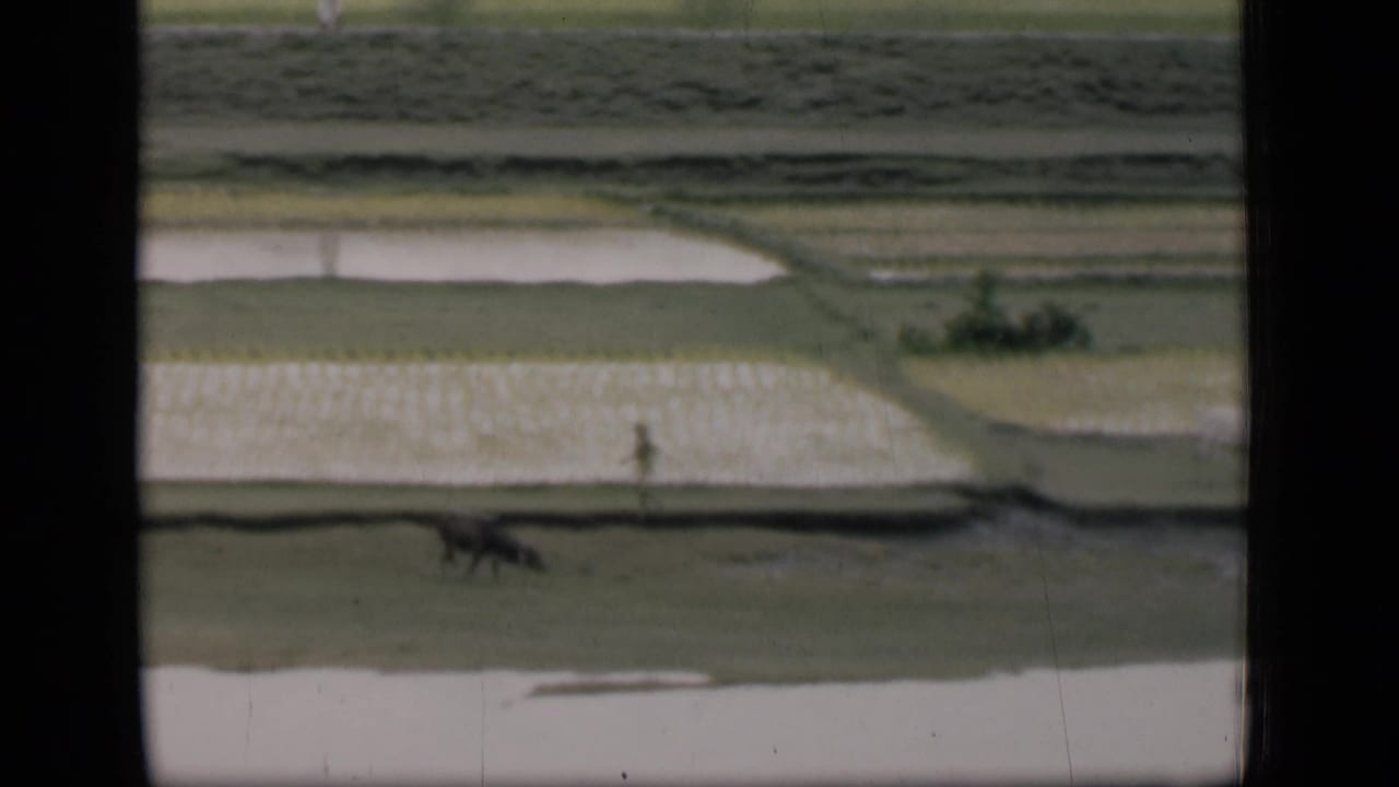 1946 Bombay-area 8mm view through a window frame showing rice paddies, water plots, distant people, and grazing animals.
