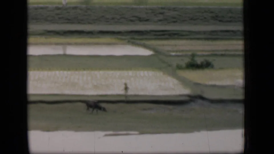 1946 Bombay-area 8mm view through a window frame showing rice paddies, water plots, distant people, and grazing animals.