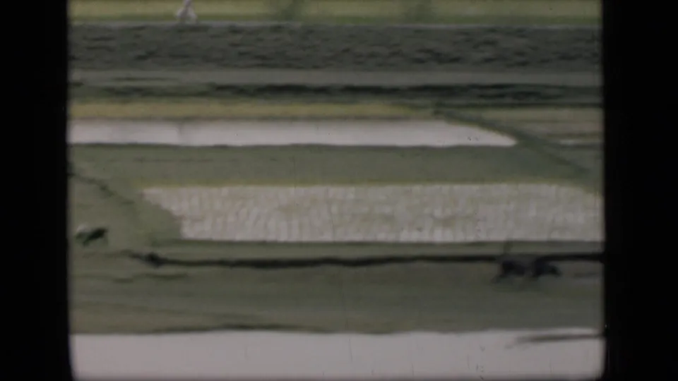 Bombay, India home-movie frame with a vertical window divider, flooded rice plots, grassy paths, and small grazing animals.
