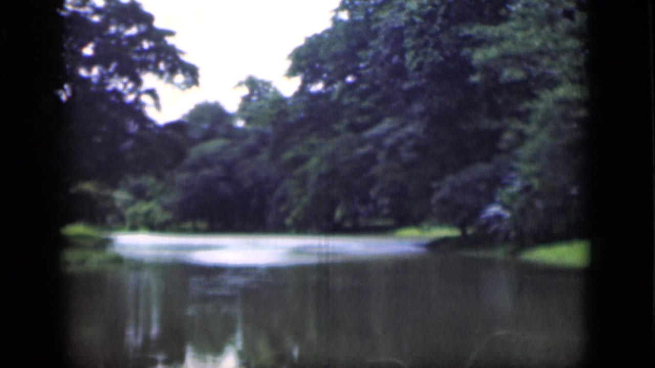 Calm pond bordered by dense green trees and a grassy bank.