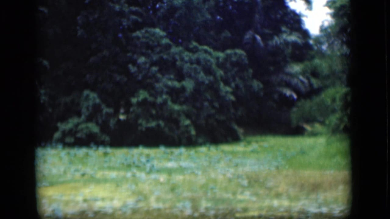 Wide view of grass and dense tropical trees without people in frame.
