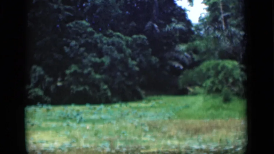 A 1946 Bombay garden view shows grass in the foreground with layered shrubs and tall tropical trees beyond.