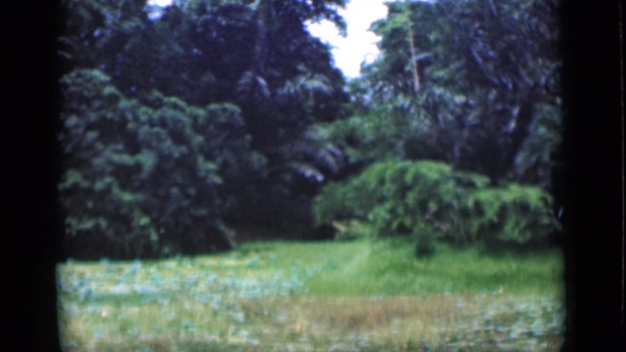 1946 Bombay home-movie frame showing dense trees, palm-like foliage, and a grassy clearing with no person visible.
