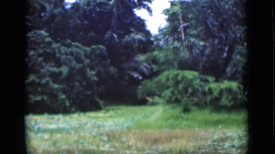 1946 Bombay home-movie frame showing dense trees, palm-like foliage, and a grassy clearing with no person visible.