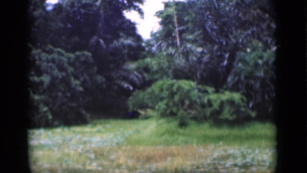 1946 Bombay frame with a grassy open area, dense trees, and palm-like fronds in soft 8mm color.