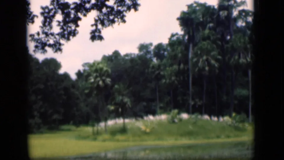 Wide Bombay garden scene with palm trees, bright grass, and a shallow water or wetland area in front.