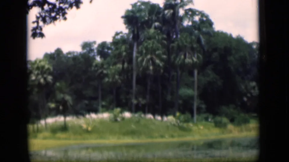 1946 Bombay frame with tall palms, layered green foliage, grassy shoreline, and still water in the foreground.