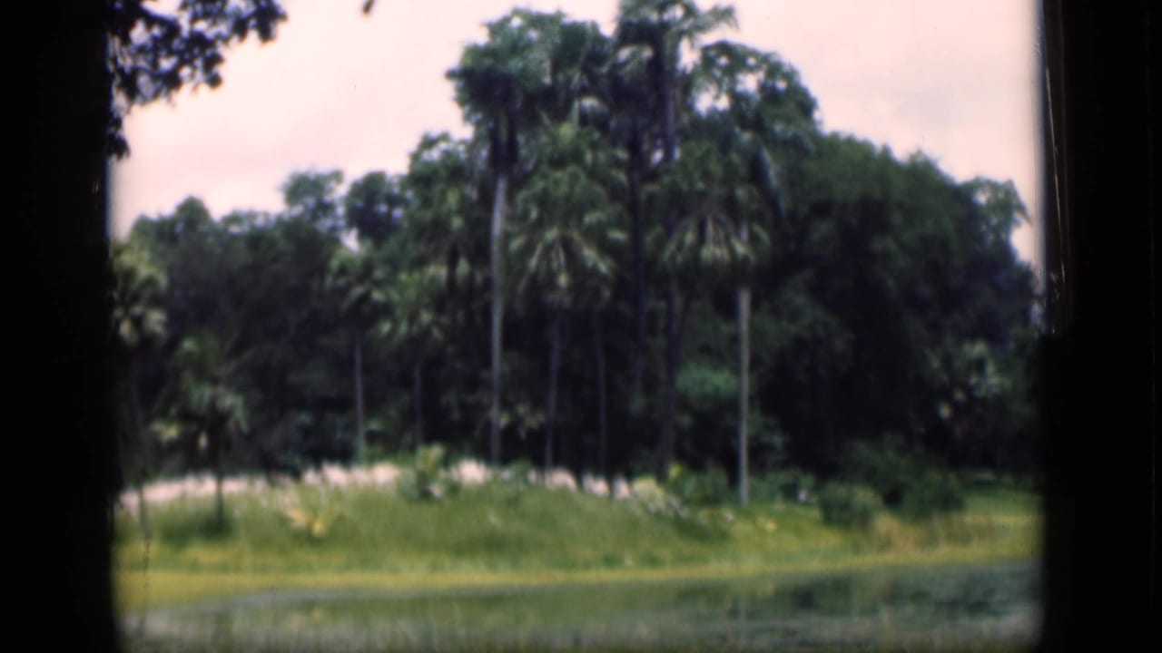 1946 Bombay home-movie frame showing palms, dense trees, grass, and a water edge in soft 8mm color.