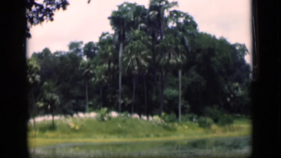 1946 Bombay home-movie frame showing palms, dense trees, grass, and a water edge in soft 8mm color.