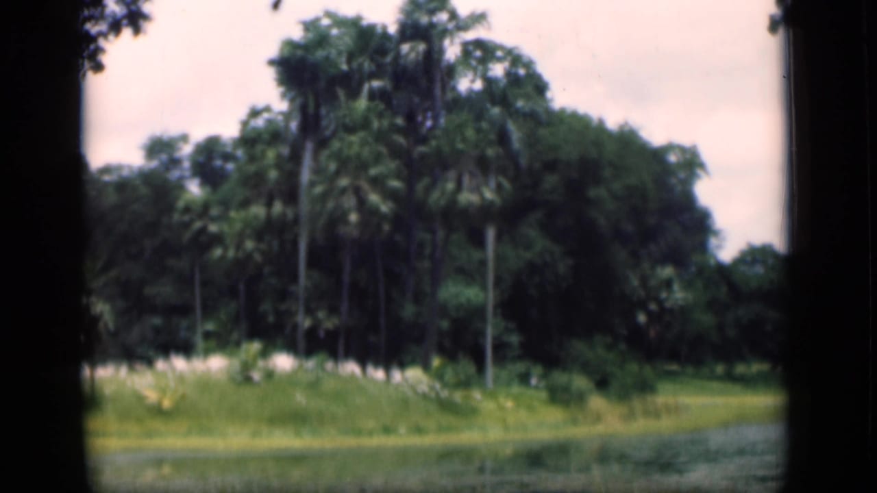 1946 Bombay landscape frame with tall palms, thick green trees, grasses, and a water edge viewed through film borders.