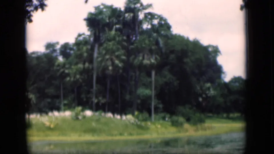1946 Bombay landscape frame with tall palms, thick green trees, grasses, and a water edge viewed through film borders.