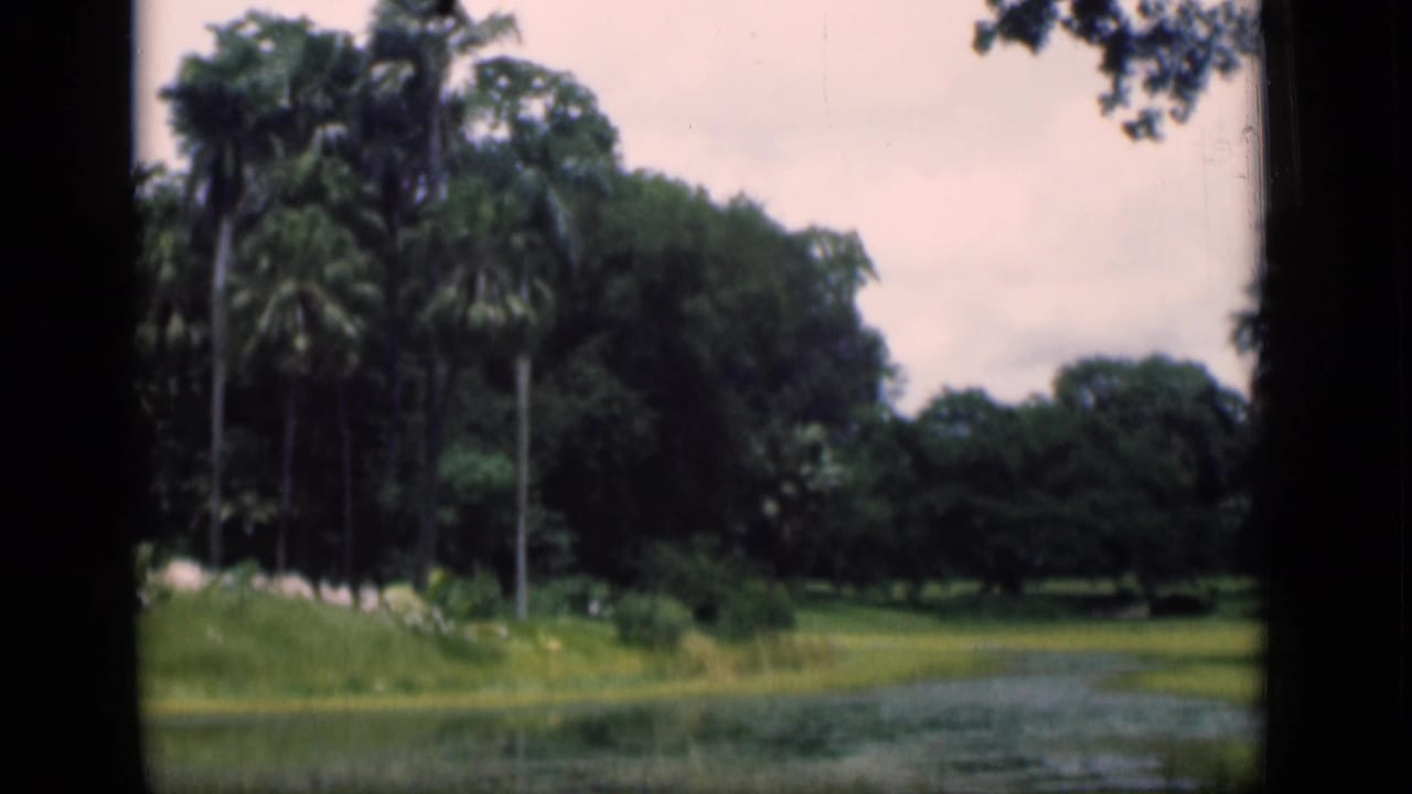 Pond bordered by green grass, palms, and dense trees under a cloudy sky.