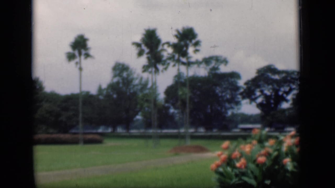 1946 Bombay garden view with palms, lawn, path, flowering shrubs, and distant tree line.