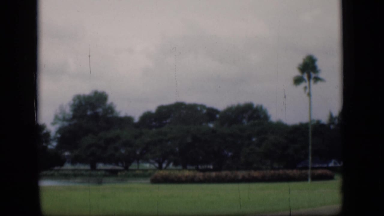Grassy park with pond, tree line, and a tall palm near the right side.